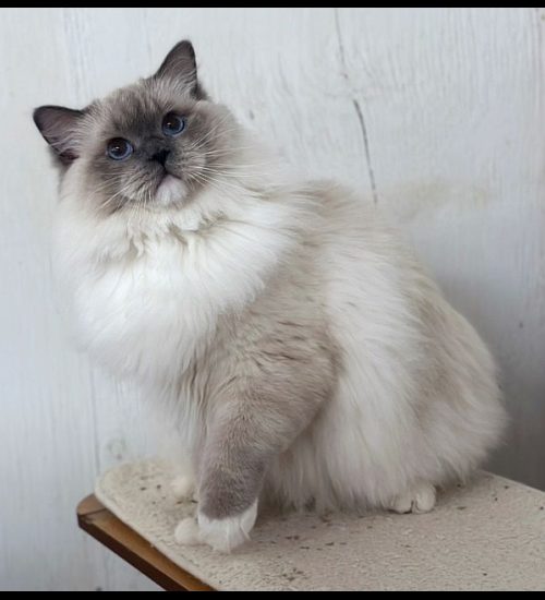 Blue Mitted Ragdoll Traditional Lines