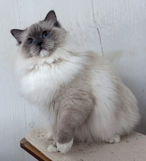 Blue Mitted Ragdoll Traditional Lines