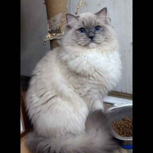Blue Mitted Mink Ragdoll Cheribum Cat