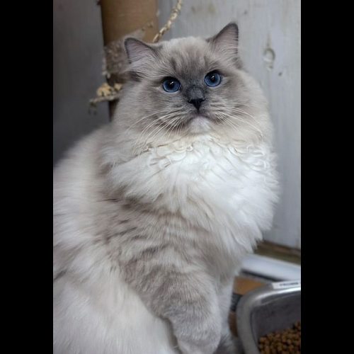 Blue Mitted Mink Ragdoll Cheribum Cat