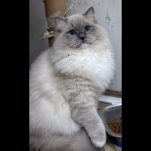 Blue Mitted Mink Ragdoll Cheribum Cat