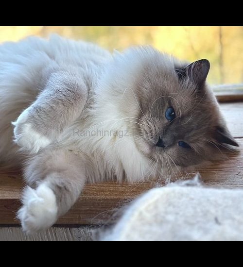 Blue Mitted Ragdoll Traditional Lines