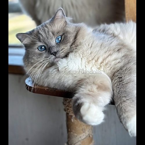 Blue Mitted Mink Ragdoll Cheribum Cat