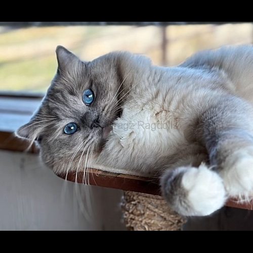 Blue Mitted Mink Ragdoll Cheribum Cat