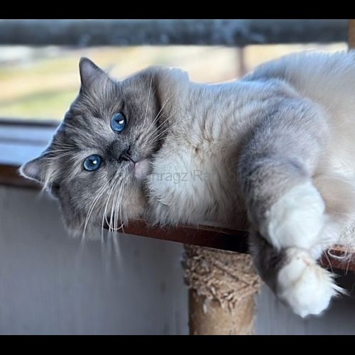 Blue Mitted Mink Ragdoll Cheribum Cat