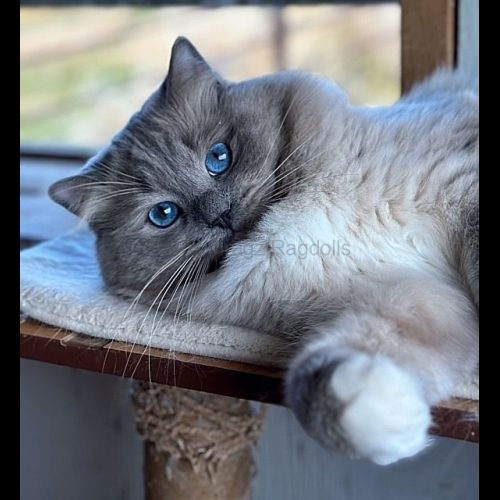 Blue Mitted Mink Ragdoll Cheribum Cat