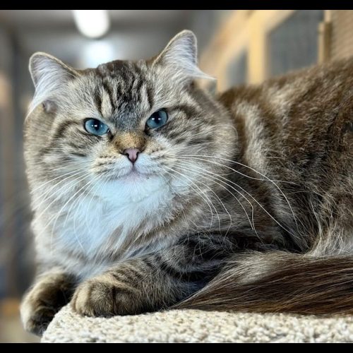 Ranchinragz Legacy of Lilly Seal Mink Tabby seal mink tabby ragdoll