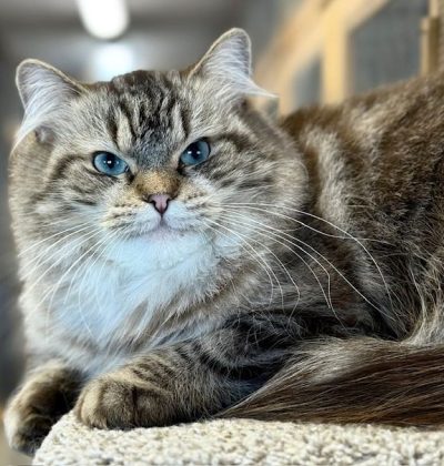seal mink tabby ragdoll