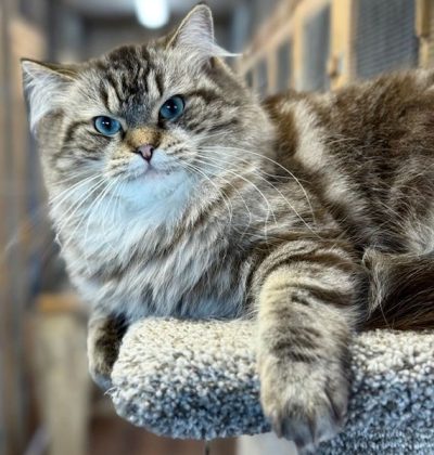 seal mink tabby ragdoll