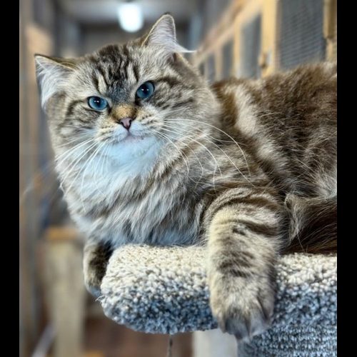 Ranchinragz Legacy of Lilly Seal Mink Tabby seal mink tabby ragdoll