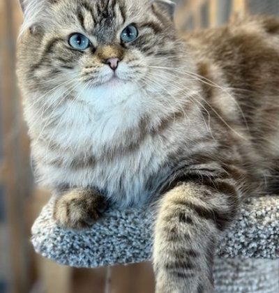 seal mink tabby ragdoll