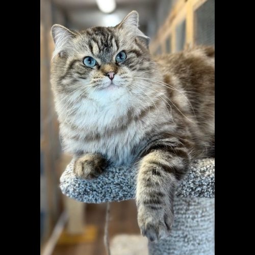 seal mink tabby ragdoll