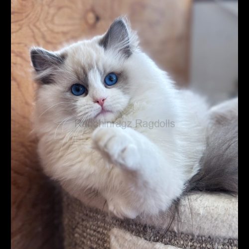 Blue Bicolor Ragdoll Cat