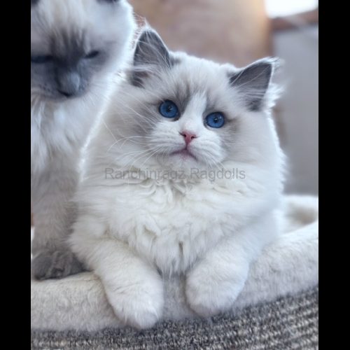 Blue Bicolor Ragdoll Cat