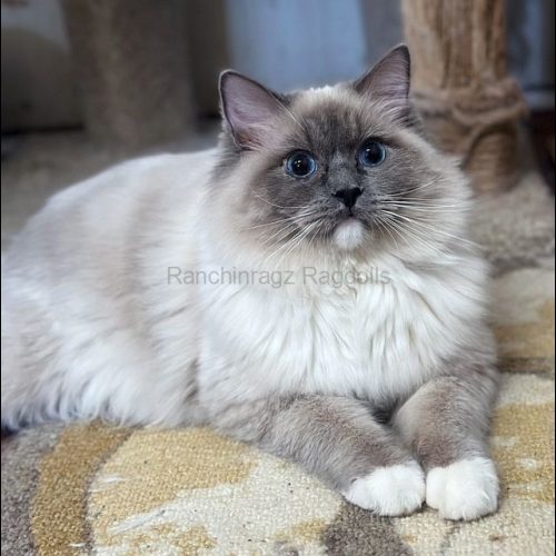 Blue Mitted Ragdoll Traditional Lines
