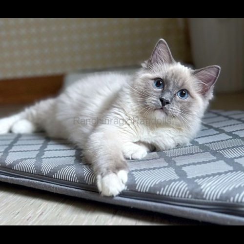 Blue Mitted Ragdoll Traditional Lines