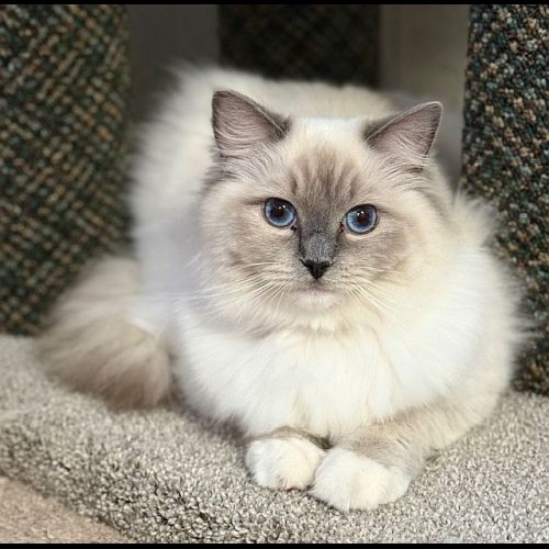 Blue Mitted Ragdoll