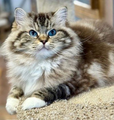 Seal Mintted Mink Tabby Ragdoll