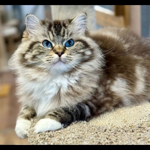Ranchinragz Marley & Me Seal Mitted Mink Tabby Seal Mintted Mink Tabby Ragdoll