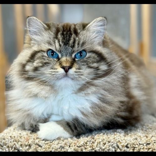 Ranchinragz Marley & Me Seal Mitted Mink Tabby Seal Mintted Mink Tabby Ragdoll