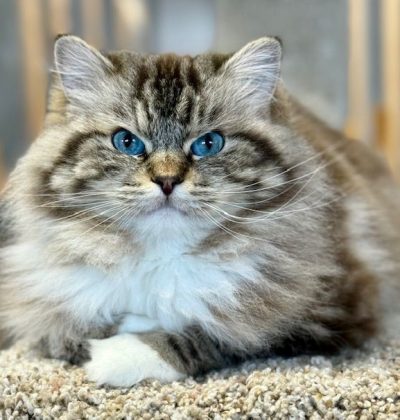 Seal Mintted Mink Tabby Ragdoll