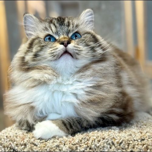 Ranchinragz Marley & Me Seal Mitted Mink Tabby Seal Mintted Mink Tabby Ragdoll