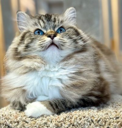 Seal Mintted Mink Tabby Ragdoll