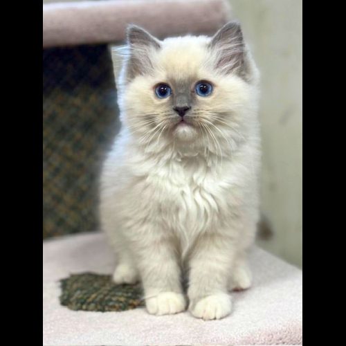 Blue Mitted Ragdoll