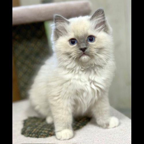 Blue Mitted Ragdoll