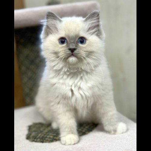Blue Mitted Ragdoll