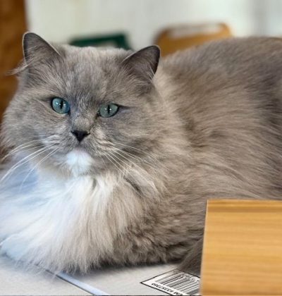 Blue Mitted Sepia