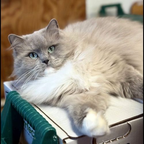 Ranchinragz Sweet and Sassy - "Sweetie" Blue Mitted Sepia Blue Mitted Sepia