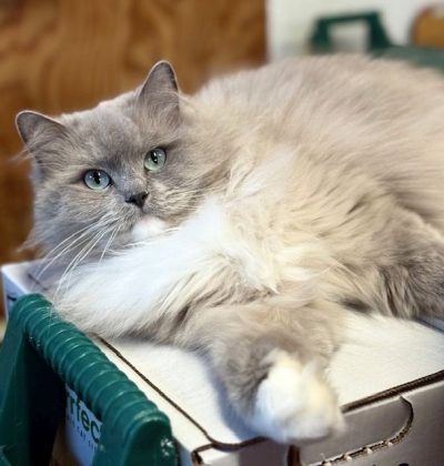 Ranchinragz Sweet & Sassy Blue Mitted Sepia