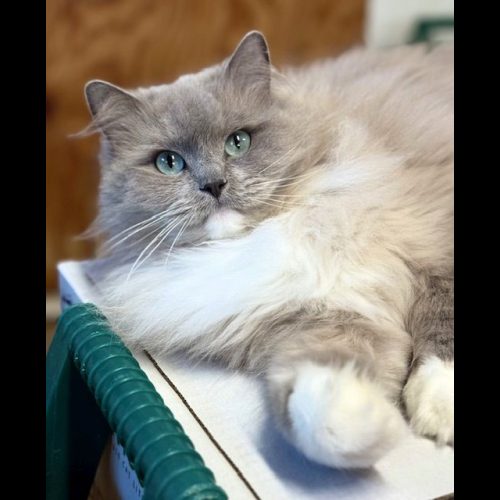 Ranchinragz Sweet and Sassy - "Sweetie" Blue Mitted Sepia Blue Mitted Sepia