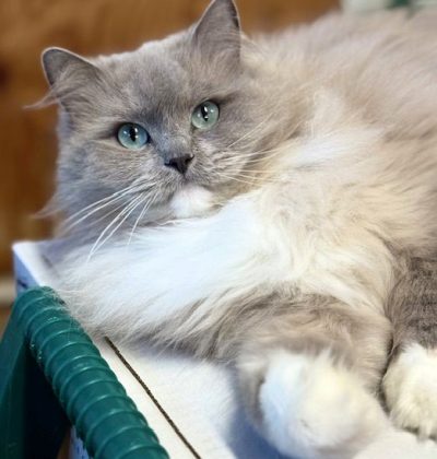 Blue Mitted Sepia