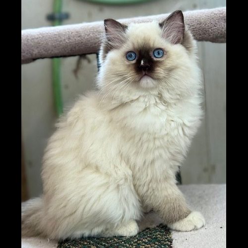 chocolate mitted ragdolloutdoors/indoor setting.