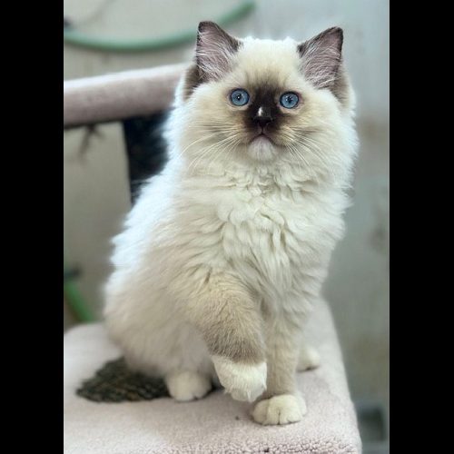 chocolate mitted ragdoll