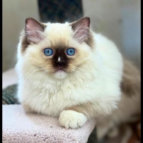 chocolate mitted ragdoll