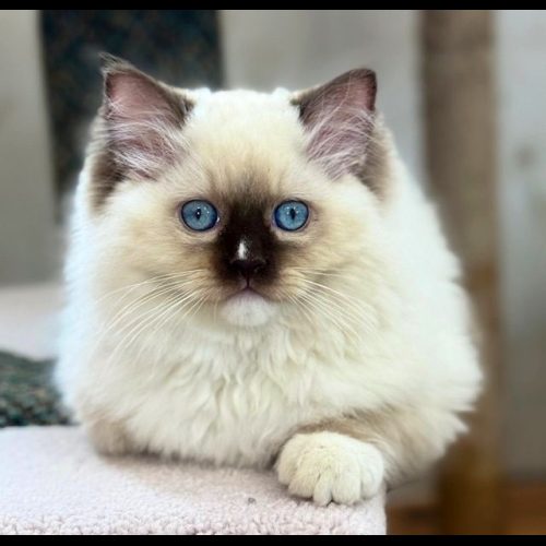 chocolate mitted ragdoll
