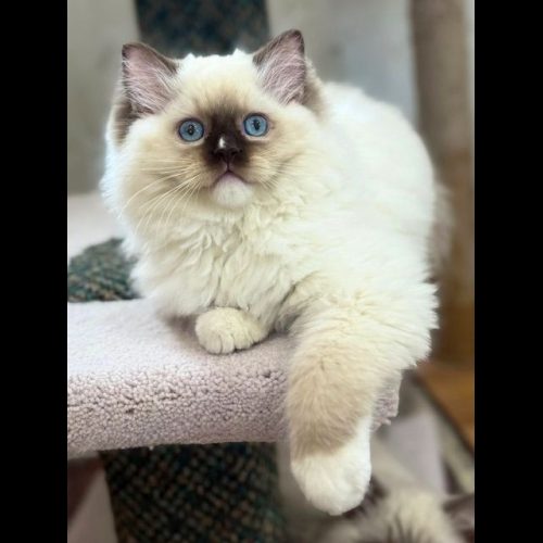 chocolate mitted ragdoll