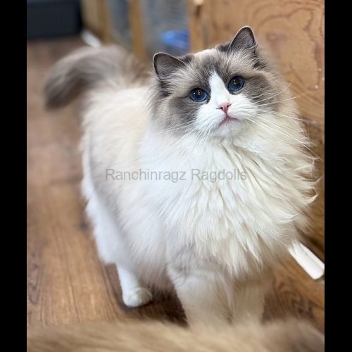 Blue Bicolor Ragdoll Cat