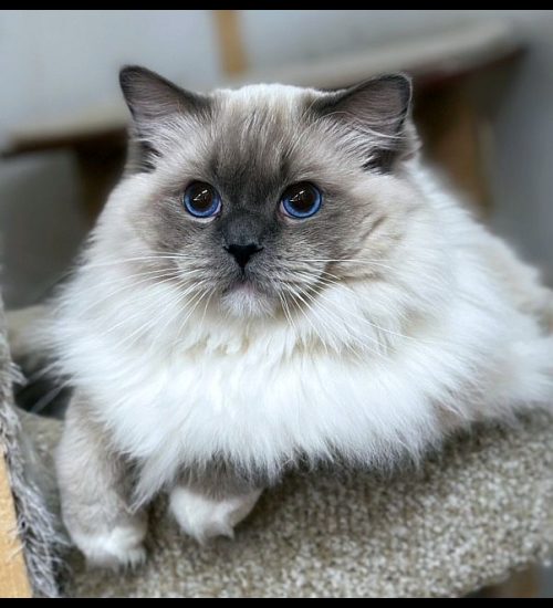 Blue Mitted Ragdoll Traditional Lines
