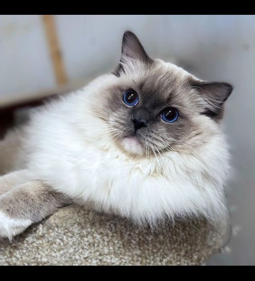 Blue Mitted Ragdoll Traditional Lines