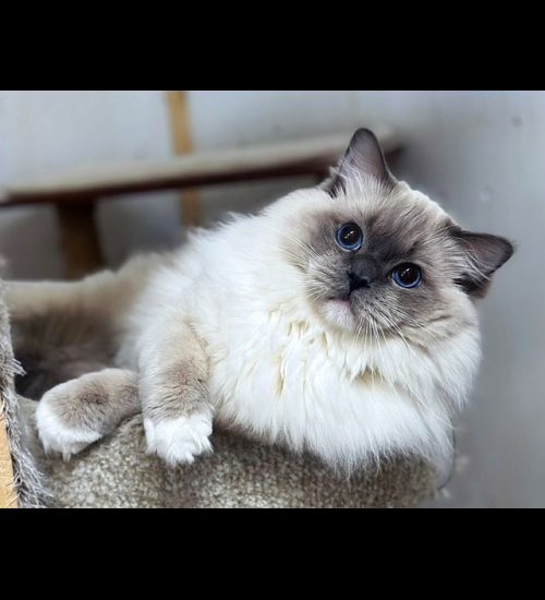 Blue Mitted Ragdoll Traditional Lines