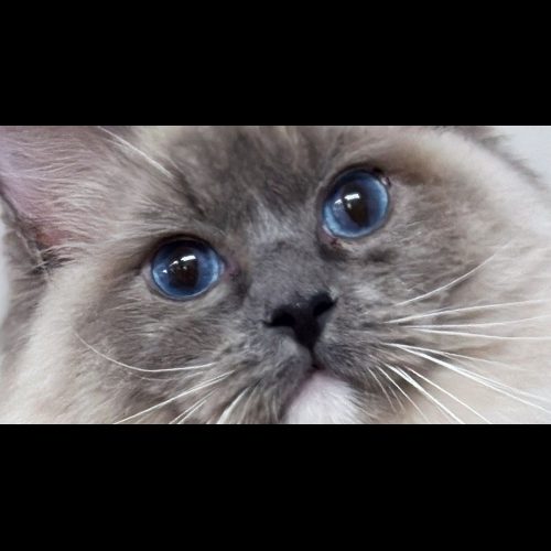 Blue Mitted Ragdoll Traditional Lines