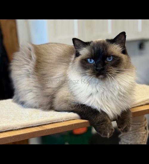 Sealpoint Traditional Ragdoll