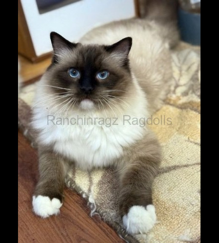Seal Mitted Ragdoll