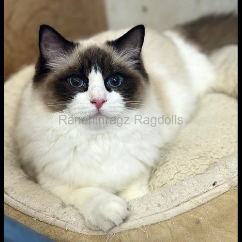 Seal Bicolor Traditional Ragdoll Cat