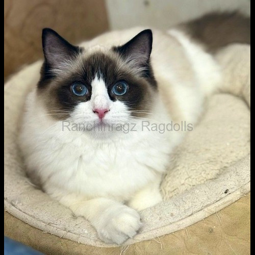 Seal Bicolor Traditional Ragdoll Cat