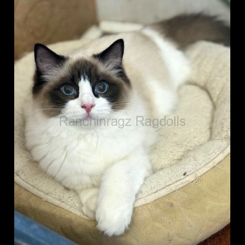 Seal Bicolor Traditional Ragdoll Cat